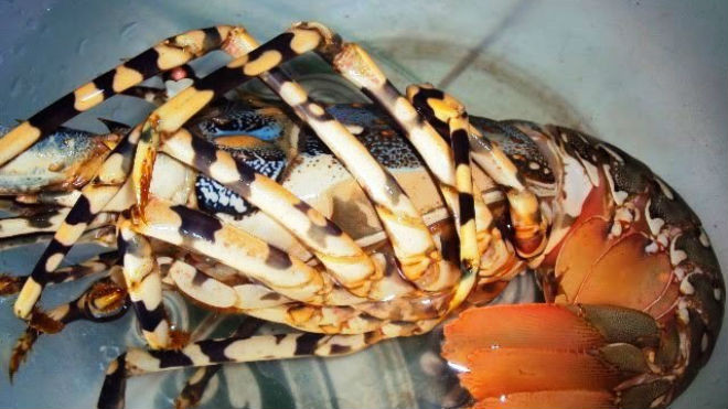 Bài thuốc từ tôm hùm chữa bệnh tốt thế nào?