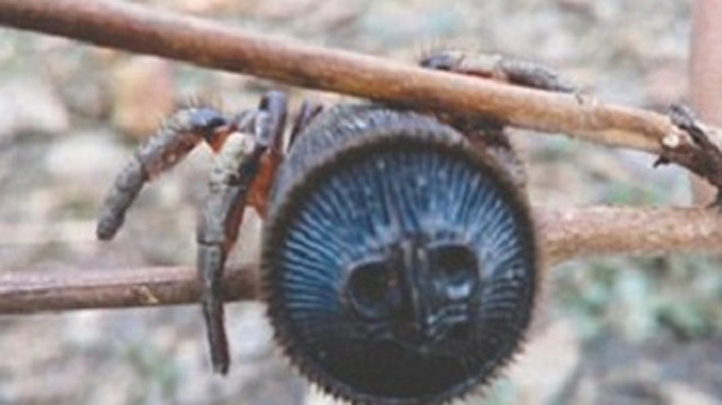 Nhện vác bụng có đặc trưng là hình đồng xu ở bụng dưới. Ảnh: People's Daily.