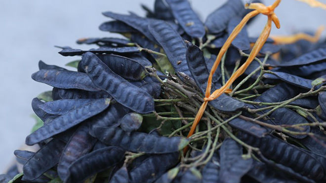 Bài thuốc chữa bệnh hiệu nghiệm từ quả bồ kết