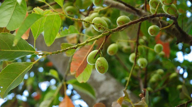 Cách dùng quả trám vùng cao chữa bệnh cực hiệu quả