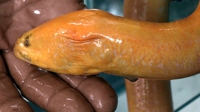 Con lươn ông Chi bắt được. Ảnh: Vĩnh Nam.