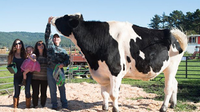 Chú bò Danniel với thân hình to lớn. Ảnh: Barcroft