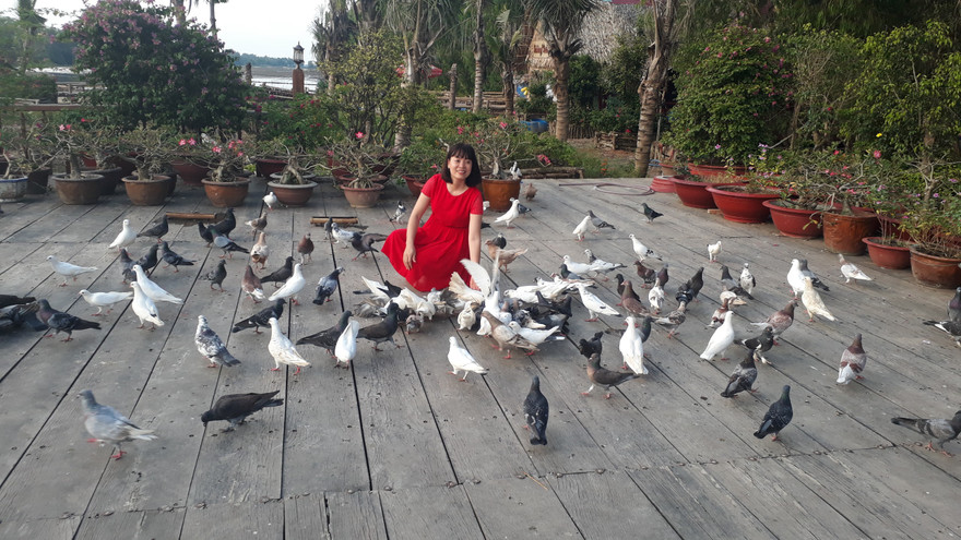 Những chú chim bồ câu lễ tân hiếu khách