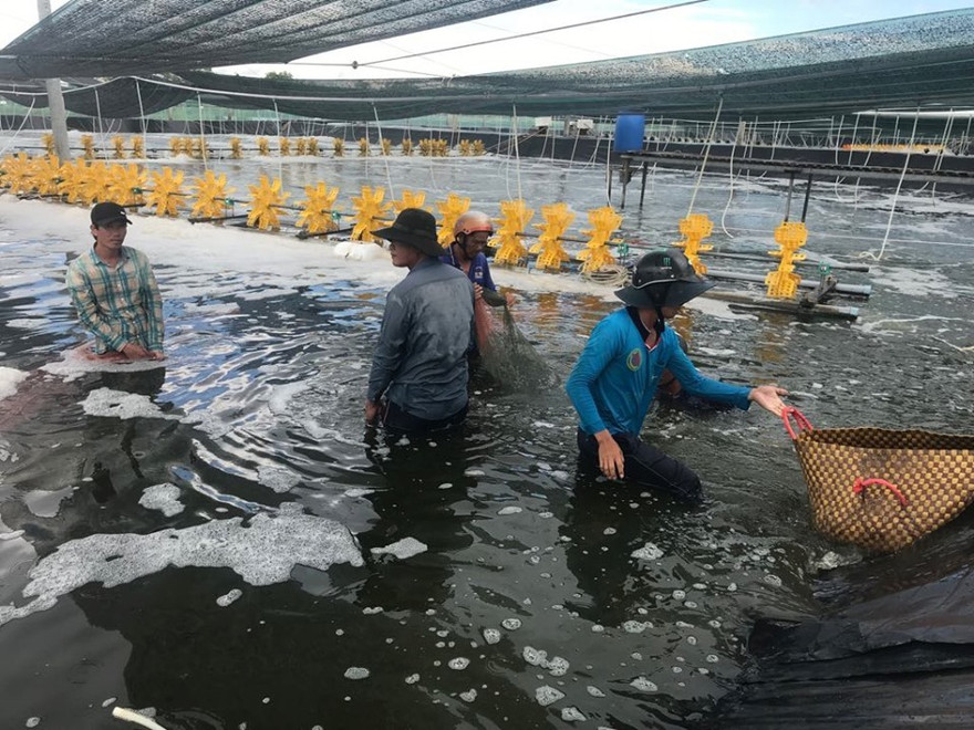 Bà Phạm Thị Ngọc Quỳnh, người đưa MC Fish Việt Nam vượt biển