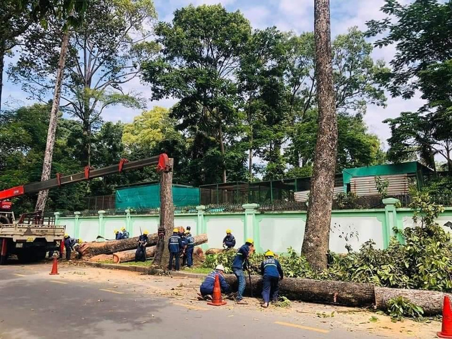 Nhiều cổ thụ trên đường phố TPHCM bị đốn, vì sao?