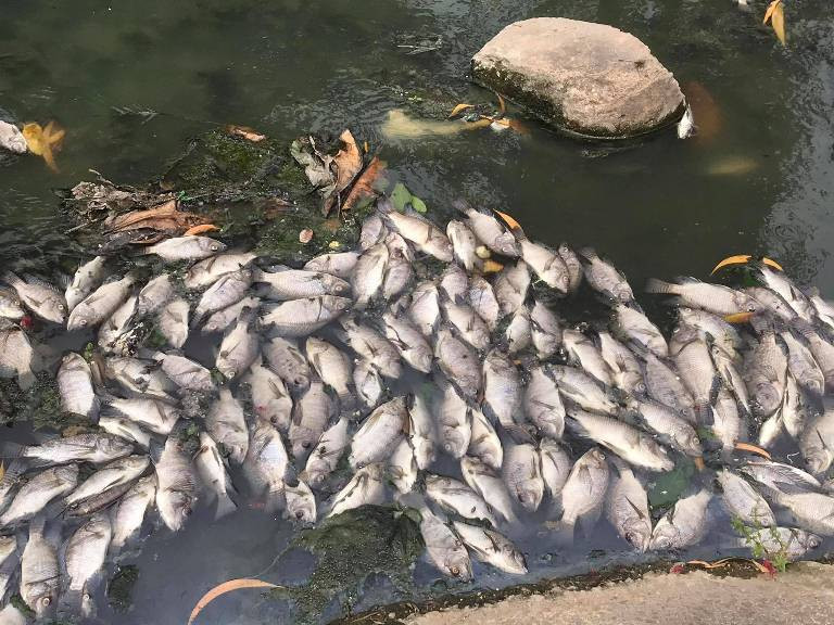 Cá chết trắng kênh gần khu bảo tàng ở Bình Dương