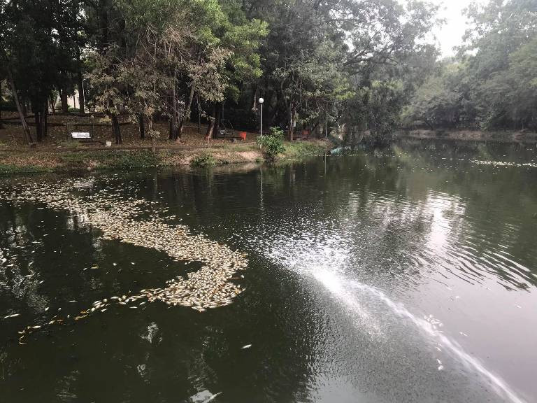 Lộ nguyên nhân cá chết phủ trắng kênh ở Bình Dương