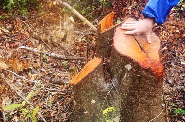 Nhiều cây dẻ bị đốn hạ, chỉ còn lại gốc