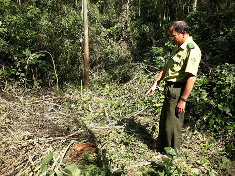 Hiện trường phá rừng