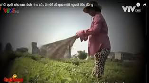 Hình ảnh trong phóng sự Cây chổi quét rau được VTV3 phát sóng. Ảnh: Cắt từ màn hình.