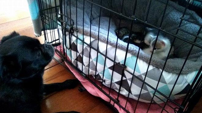 Sid nằm canh bên chuồng lũ mèo con. Ảnh: 9 Lives Orphanage