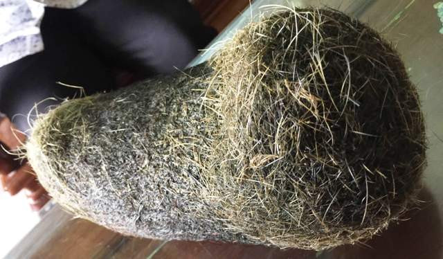 Vật thể lạ mà gia đình chị Nhàn cho là phát hiện trong dạ dày lợn nái.