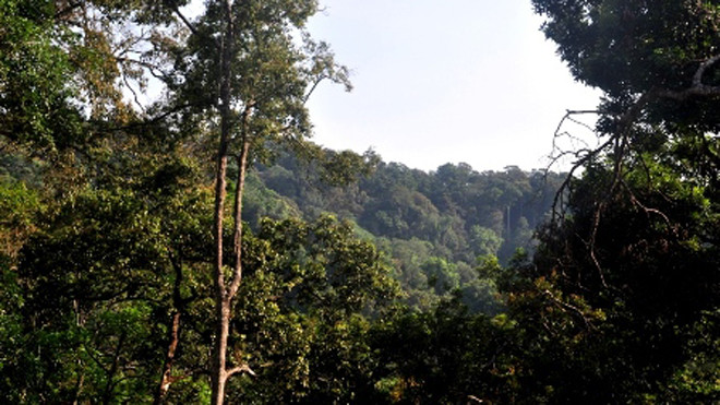 Khu rừng pơmu giữa đại ngàn Trường Sơn