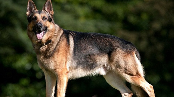 Chú chó lao vào xé rách mặt mũi và tay chân hai kẻ đang tấn công đội đặc nhiệm từ phía sau. Ảnh: Alamy