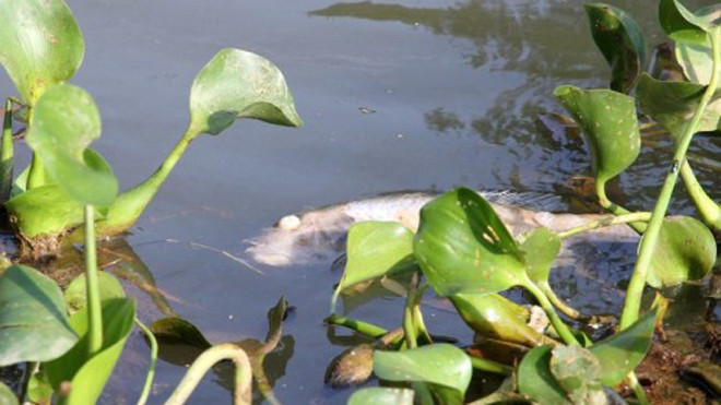 Cá bị nổ mắt do trúng độc hạt thàn mát. Ảnh: Hoàng Táo.