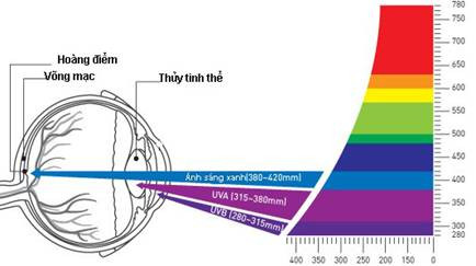 Tia UVA tấn công làm đục thủy tinh thể, còn ánh sáng xanh gây tổn thương võng mạc, hoàng điểm.