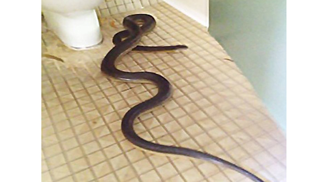 Con trăn dài tới gần 4 m. Ảnh: Facebook.