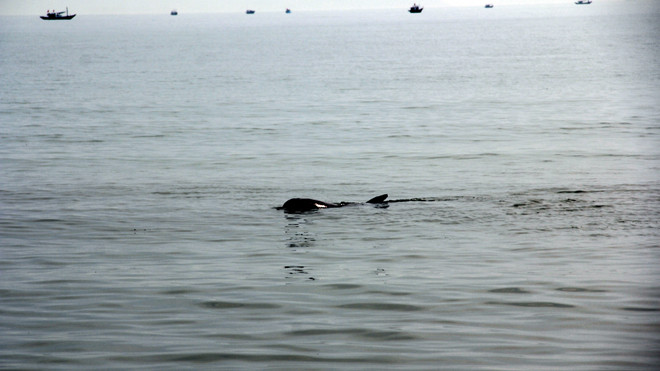 Cá heo dài khoảng 1,5m, nặng chừng 150kg lượn lờ gần bãi biển Đà Nẵng rạng sáng 20/5.