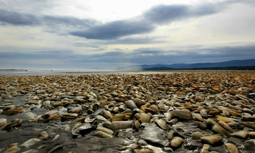 Ngao chết trên đảo Chiloe, Chile. Ảnh: AFP.