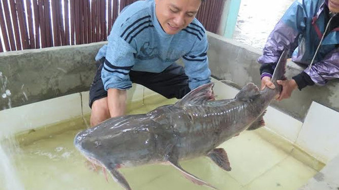 Loại thủy quái sông Đà đang được các đại gia xếp hàng đặt mua