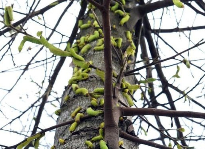 Sau cơn mưa, sâu ‘khổng lồ’ ăn trụi lá hàng loạt cây xanh ở Bình Dương