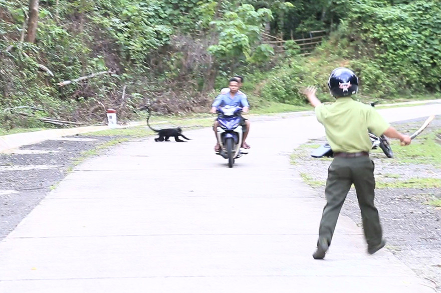 Sau lũ lụt, đàn voọc gáy trắng lại kéo ra đường tấn công người dân