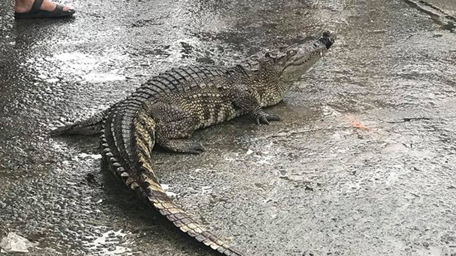 Người dân hoảng hốt thấy cá sấu bò giữa chợ