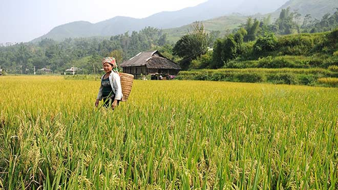 Đặc sản của đất và người Yên Bái Ai lên Tú Lệ thưởng cốm thơm