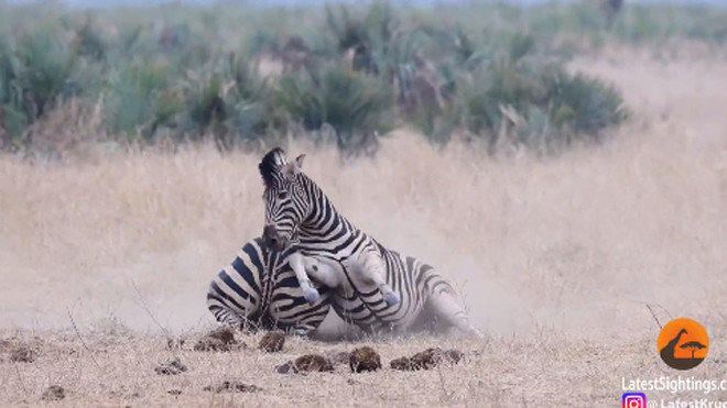 Cú đá hậu nguy hiểm của ngựa vằn. Ảnh: YouTube.