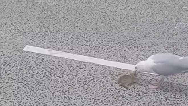 Giật mình chứng kiến chim 'quái vật' nuốt chửng thỏ trong 'hai nốt nhạc'