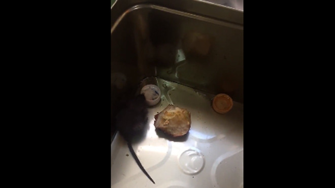 Chàng trai nuôi chuột như thú cưng