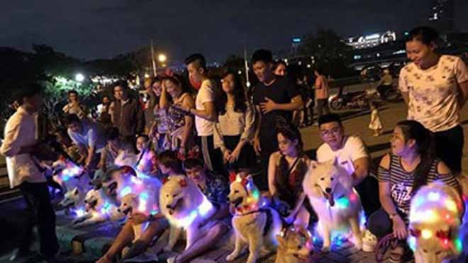 Giới trẻ biến chó cưng thành cây thông Noel di động dạo phố