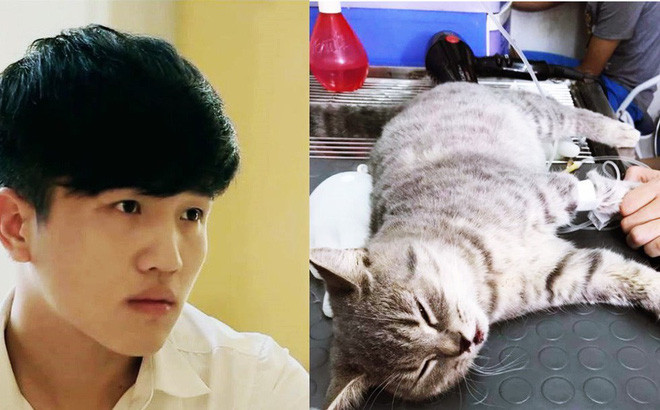 'Thánh yêu mèo' là đây, bán cả tài sản cứu mèo con bị rơi từ tầng 5 xuống