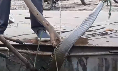 Rùng mình cảnh bắt rắn hổ mang khổng lồ ở Vĩnh Phúc