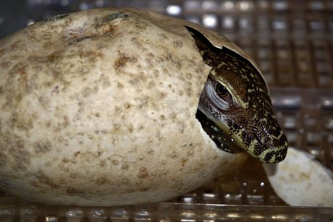  11 con rồng Komodo con nở ra tại sở thú Fort Worth, Texas, Mỹ.