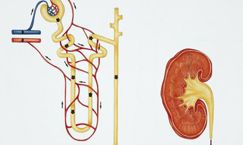  Ảnh minh họa, nguồn: Sina.