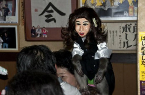 Những chú khỉ không chỉ được mặc quần áo giống người mà thậm chí còn được đeo mặt nạ hóa trang