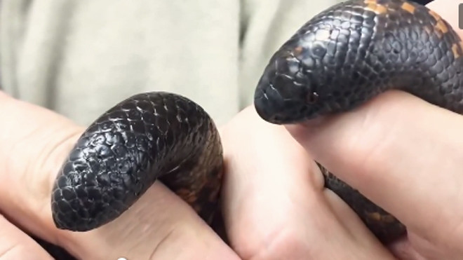 Cận cảnh lớp da cứng như bộ giáp của trăn Calabar. Video: YouTube.