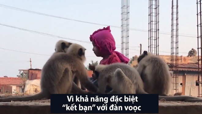 Tình bạn giữa đàn voọc hoang và 'cậu bé rừng xanh' Ấn Độ