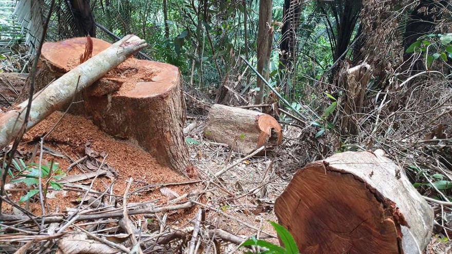 Rừng phòng hộ bị đốn hạ, chủ rừng không hay biết