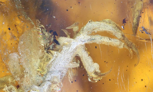 Hình ảnh hóa thạch của chim non đi săn mồi sau khi vài ngày nở. Ảnh: Forbes