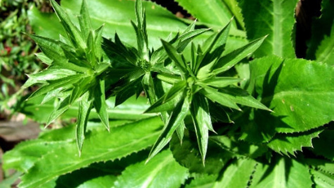 Mùi tàu có thể dùng để chữa chứng đái dầm ở trẻ.