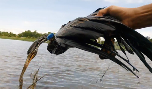 Chim cổ rắn anh Quy bắt được. Ảnh: Quốc Quy.