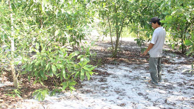 Khu vực vườn tràm nơi cháu A bị sàm sỡ. Ảnh: CA huyện Hải Lăng cung cấp