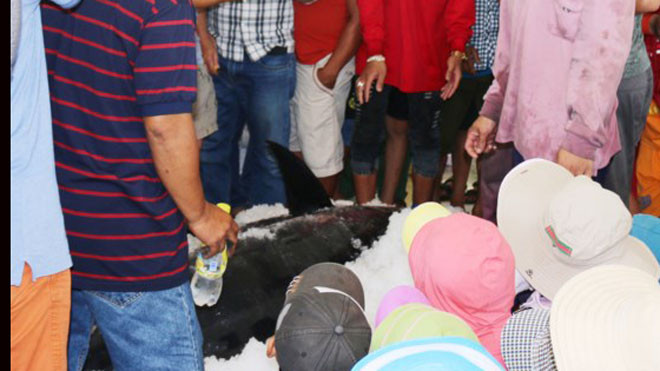 Đông đảo người dân hiếu kỳ đến xem con cá ngừ vây xanh