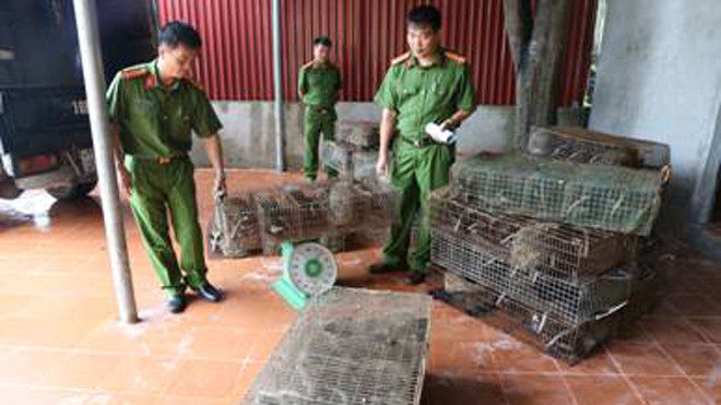 Công an đang kiểm đếm lô hàng động vật quý hiếm trái phép *ảnh: Diệu Linh