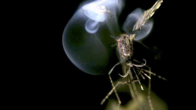 Trong vòng 25 mili giây, bạn có xác của con côn trùng trên mặt đất.