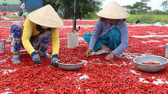 Ớt trồng ở miền Tây chủ yếu xuất sang Trung Quốc, nhưng hiện thị trường này ngừng "ăn hàng" khiến sản phẩm của nông dân bí đầu ra. Ảnh: A.X