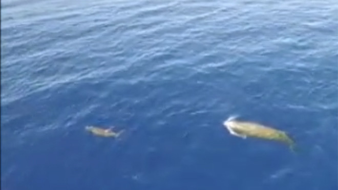 Hình ảnh cực hiếm của cá voi mõm khoằm lặn sâu 3.000 mét