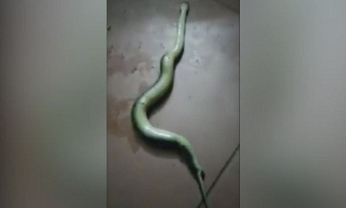 Con rắn lục sinh con sau khi bị đánh dập đầu. Ảnh: LiveLeak.